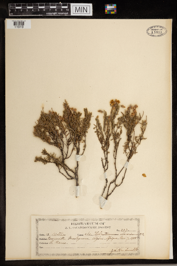 Helianthemum viscarium image