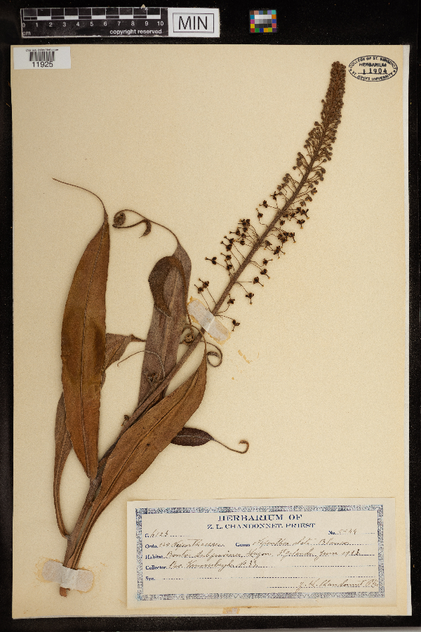 Nepenthes alata image