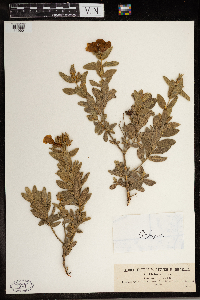 Media resource of Cistus albidus