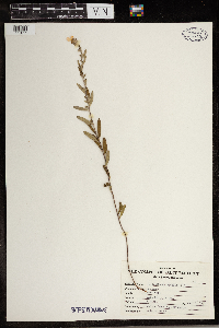Crocanthemum bicknellii image