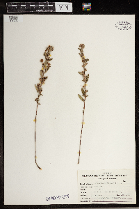 Crocanthemum bicknellii image