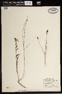 Crocanthemum canadense image