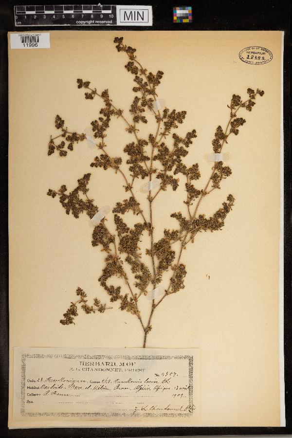 Frankenia laevis image