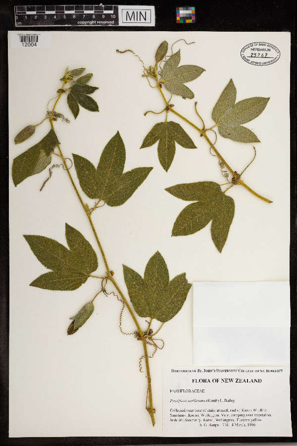 Passiflora mollissima image