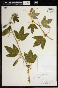 Media resource of Passiflora mollissima