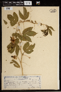 Image Associated With the Occurrence