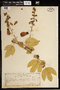 Media resource of Passiflora racemosa