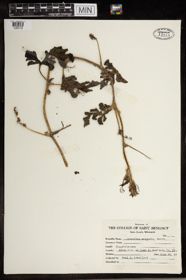 Citrullus lanatus image