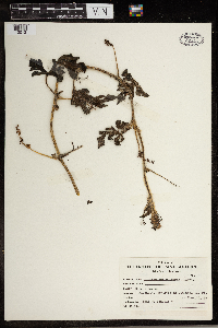 Image Associated With the Occurrence