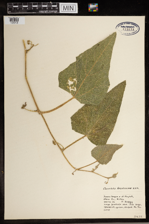 Cucurbita foetidissima image