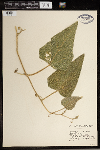 Image Associated With the Occurrence