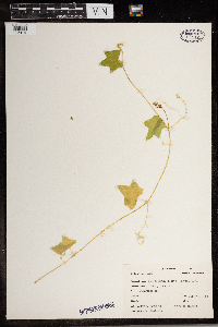 Echinocystis lobata image