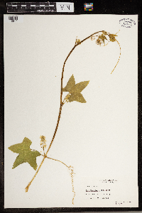 Echinocystis lobata image