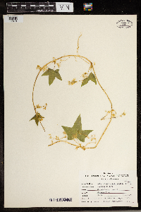 Echinocystis lobata image