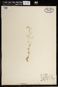 Arabidopsis thaliana image