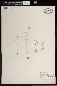 Arabidopsis thaliana image