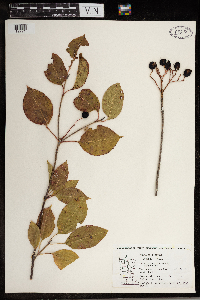 Viburnum lentago image