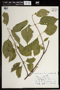 Viburnum lentago image