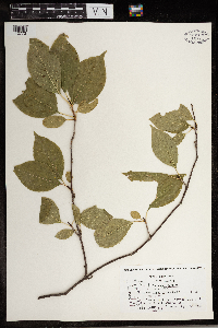 Viburnum lentago image