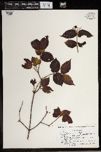 Viburnum rafinesquianum image
