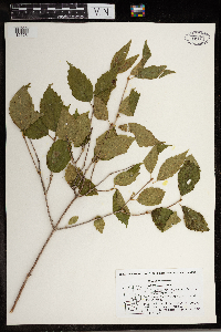 Viburnum rafinesquianum image