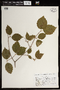 Viburnum rafinesquianum image