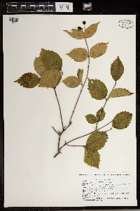 Viburnum rafinesquianum image