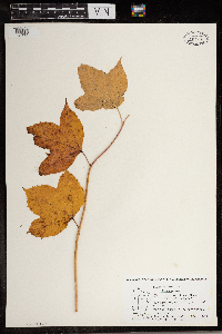 Viburnum opulus var. americanum image