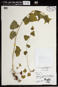 Alliaria petiolata image