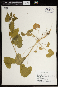 Alliaria petiolata image