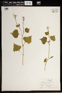 Alliaria petiolata image