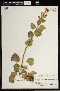 Alliaria petiolata image