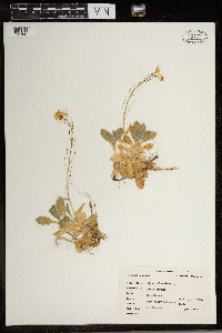 Alyssum alyssoides image