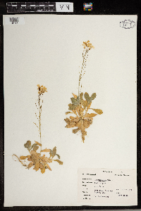 Alyssum alyssoides image