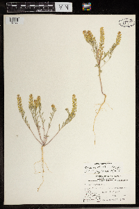 Alyssum desertorum image