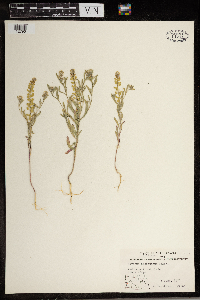 Alyssum desertorum image