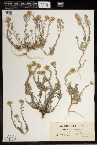 Media resource of Alyssum montanum
