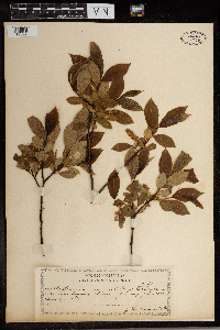 Salix pentandra image