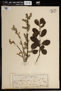 Image Associated With the Occurrence