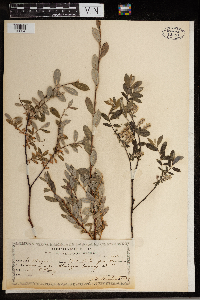 Image Associated With the Occurrence