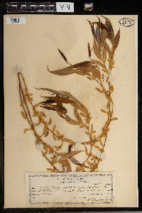 Salix x sepulcralis image