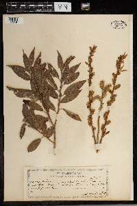 Salix cordata image