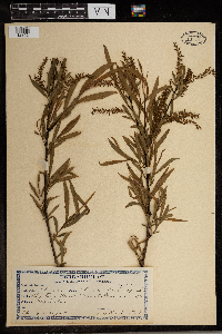 Salix nigra image