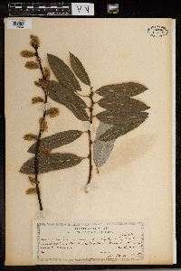 Salix humilis image