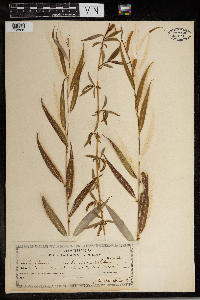 Salix x sepulcralis image