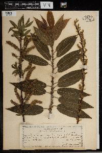 Salix cordata image