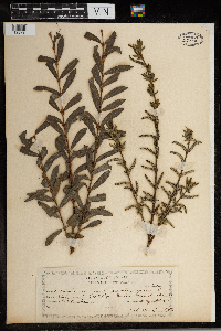 Salix purpurea image