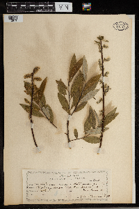 Salix sericea image