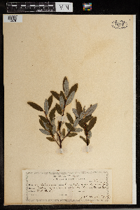 Salix argyrocarpa image