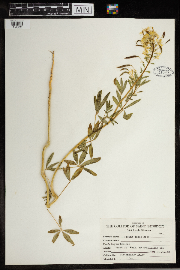 Kersia foliosa image